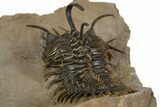 Short-Fork Walliserops Hammi Trilobite - Foum Zguid, Morocco #345190-5